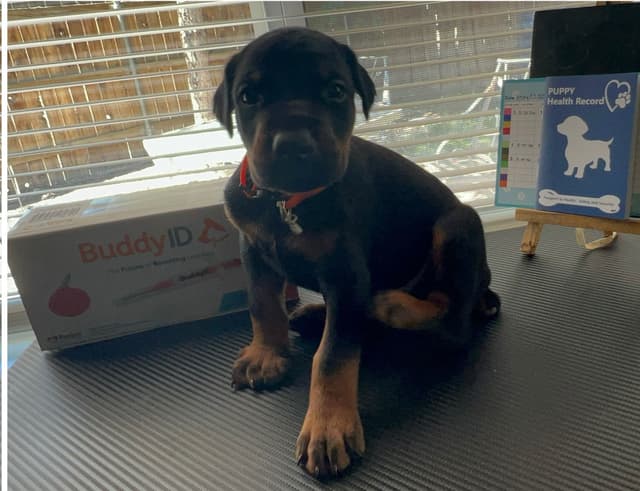 European Doberman Pinscher Puppies media 7