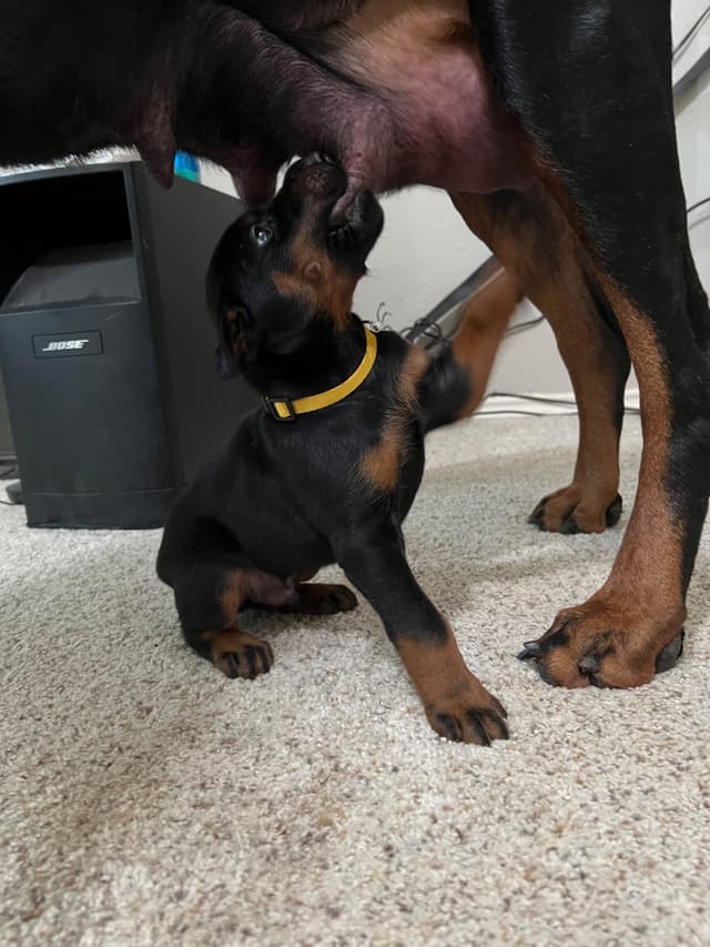 European Doberman Pinscher Puppies media 14