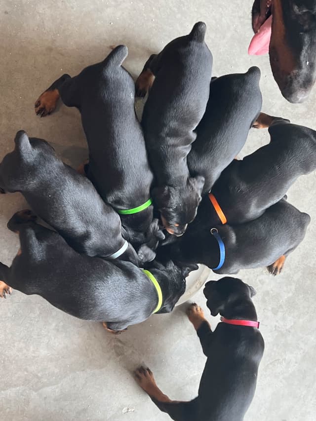 European Doberman Pinscher Puppies media 12