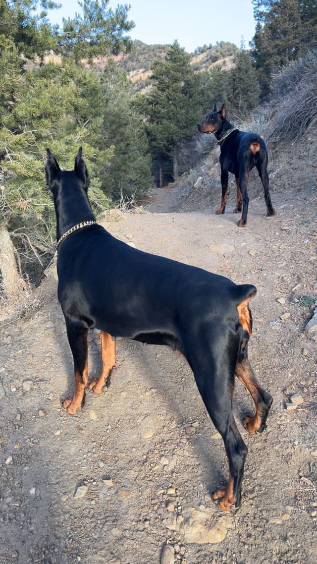 European Doberman Pinscher Puppies media 9