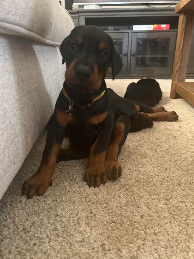 European Doberman Pinscher Puppies media 15