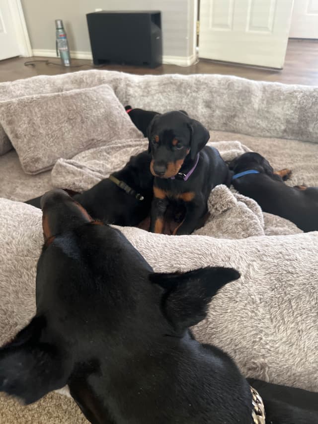 European Doberman Pinscher Puppies media 16