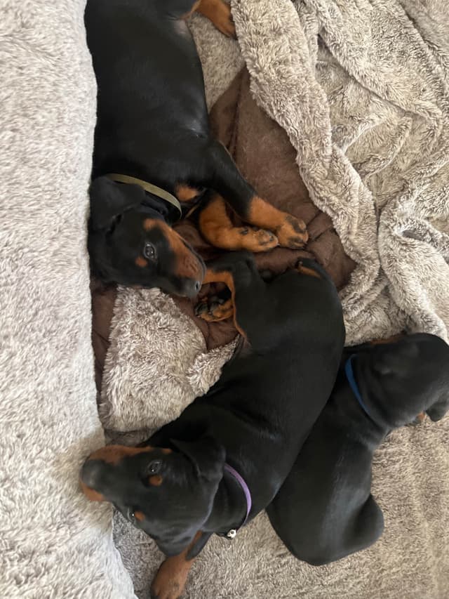 European Doberman Pinscher Puppies media 18
