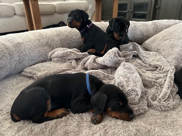 European Doberman Pinscher Puppies media 19