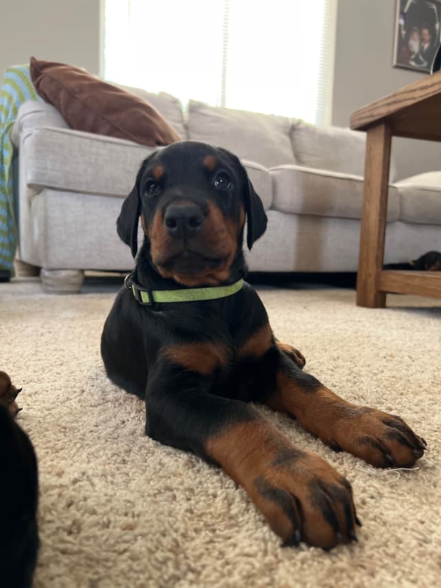 European Doberman Pinscher Puppies media 20