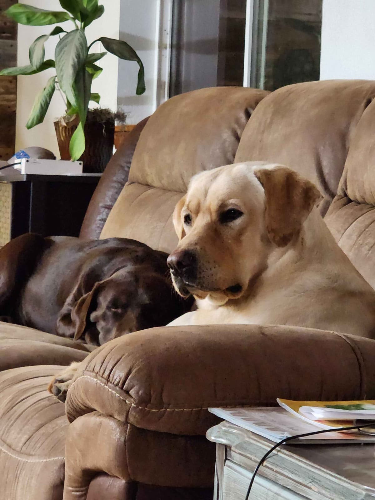 Labrador Retriever Puppies breeder image 1