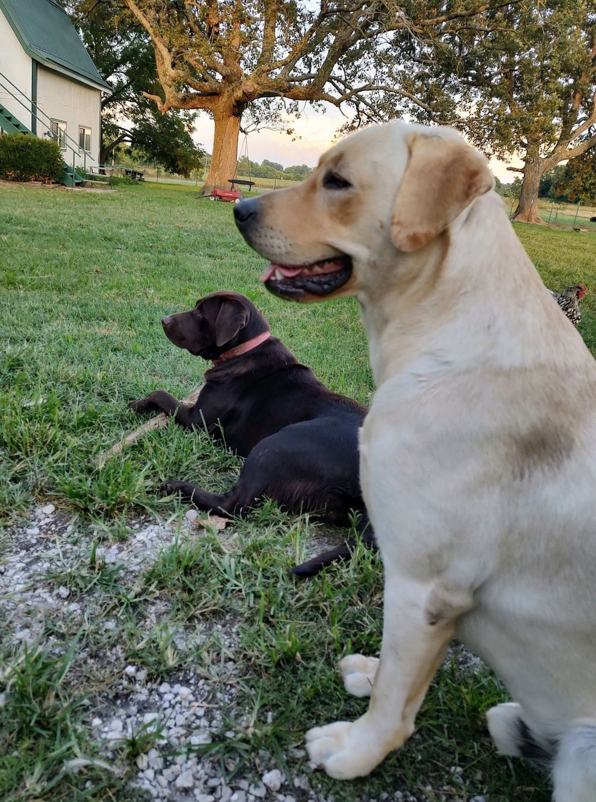 Labrador Retriever Puppies breeder image 3