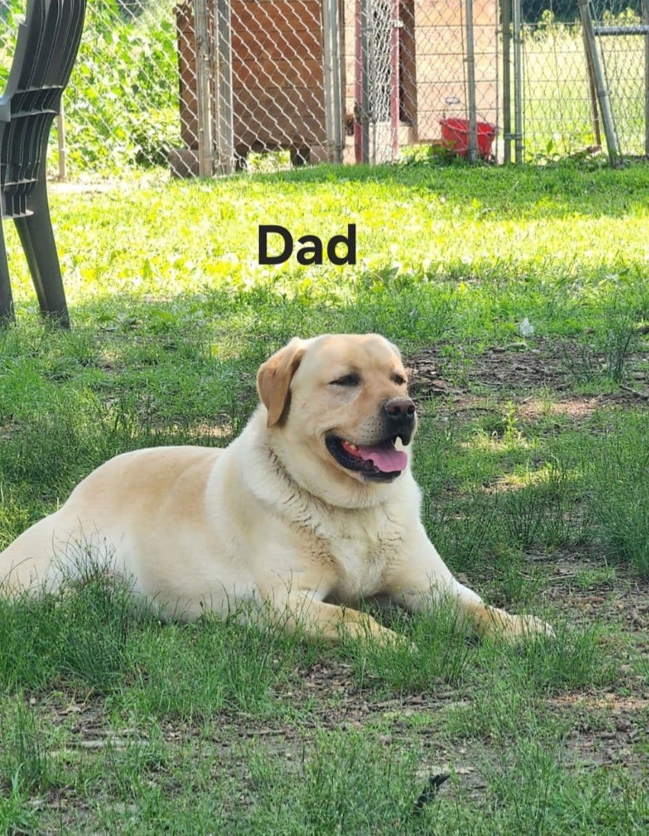 Labrador Retriever Puppies breeder image 5