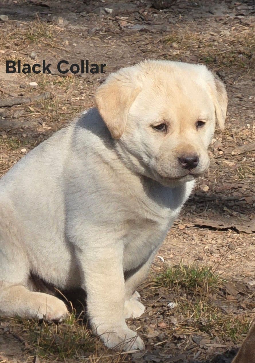Labrador Retriever Puppies breeder image 6