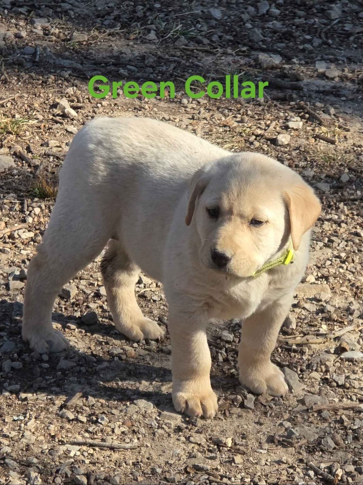 Labrador Retriever Puppies breeder image 10