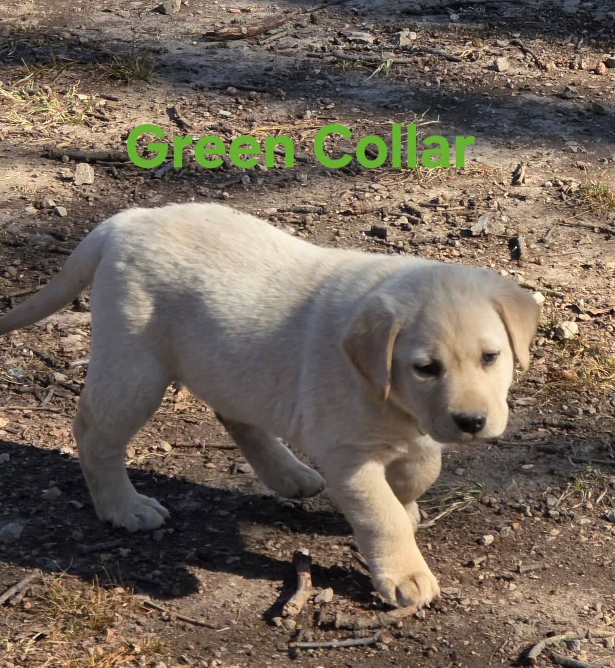 Labrador Retriever Puppies breeder image 11