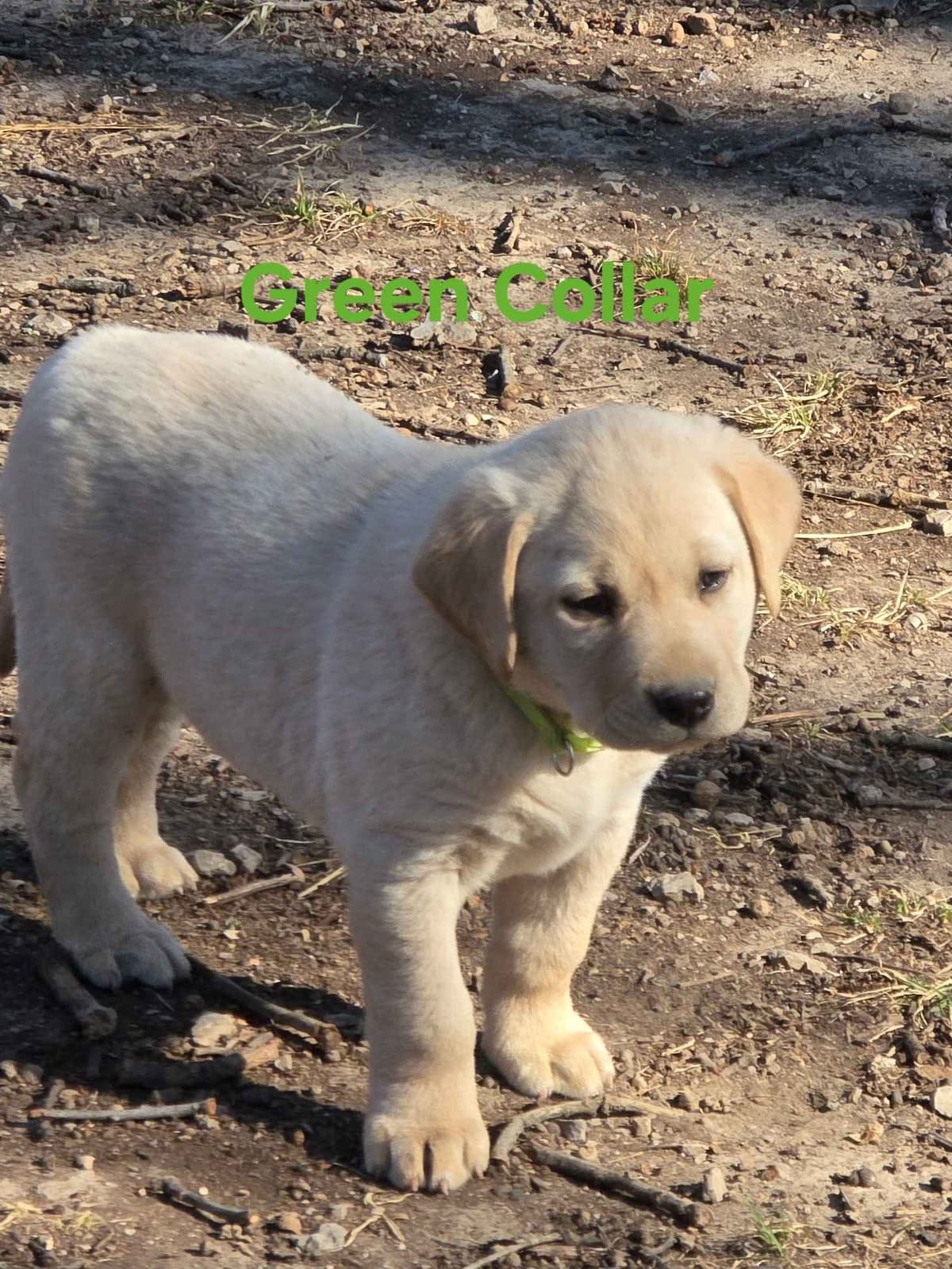 Labrador Retriever Puppies breeder image 12