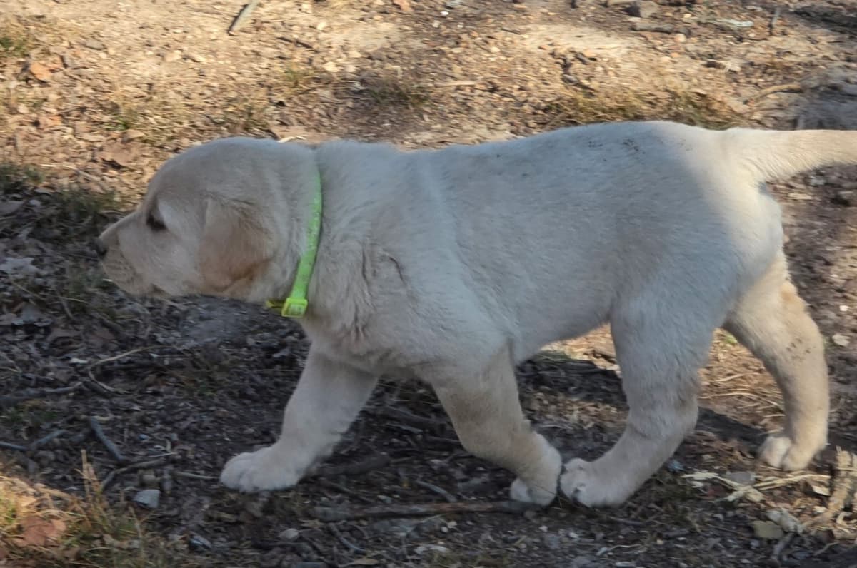 Labrador Retriever Puppies breeder image 13