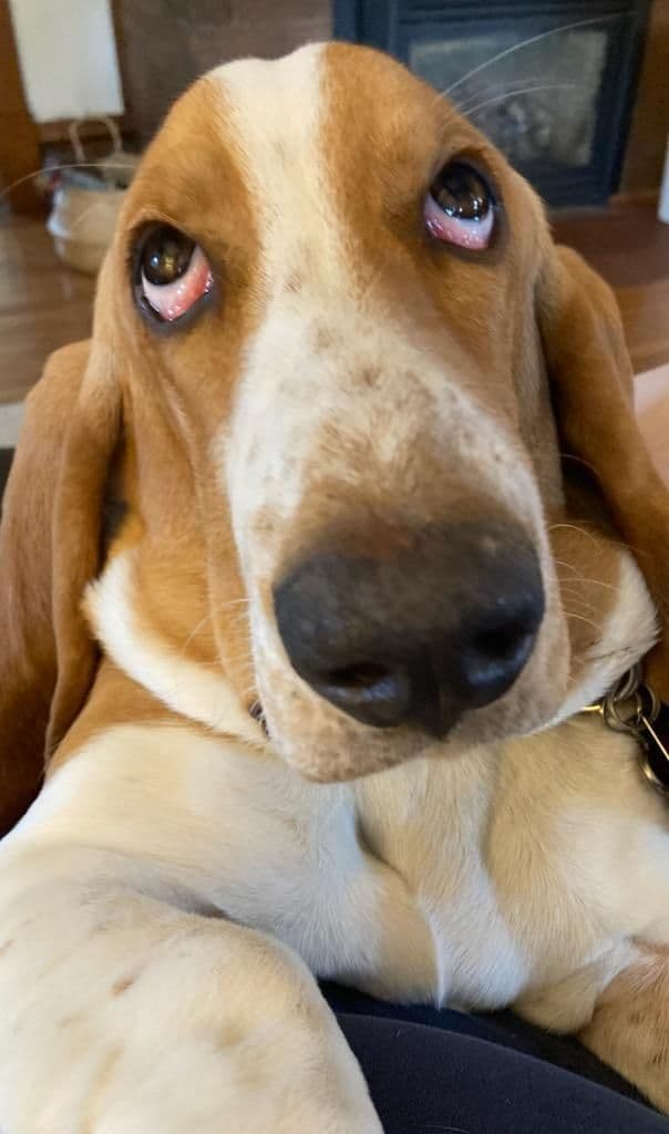 Bloodhound Pups with Proven Trailing, Tracking and Deer Recovery Line breeder image 5