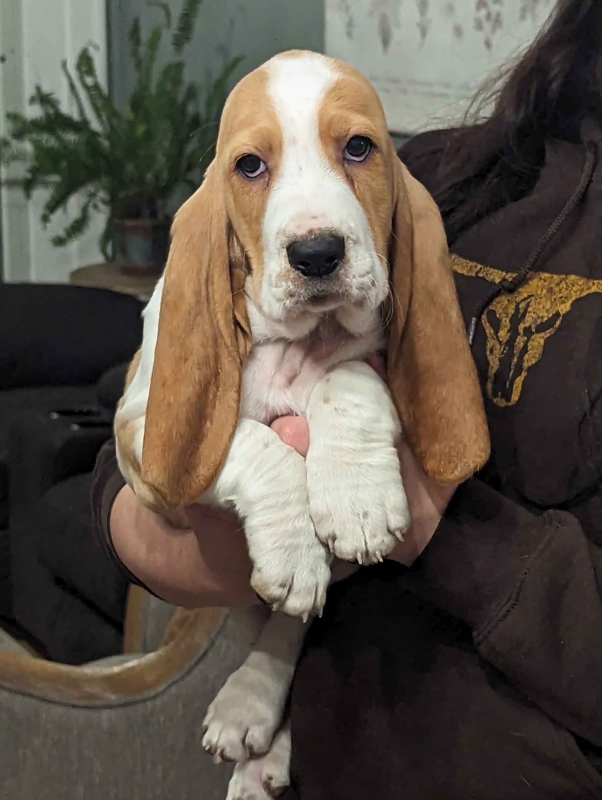Bloodhound Pups with Proven Trailing, Tracking and Deer Recovery Line breeder image 10