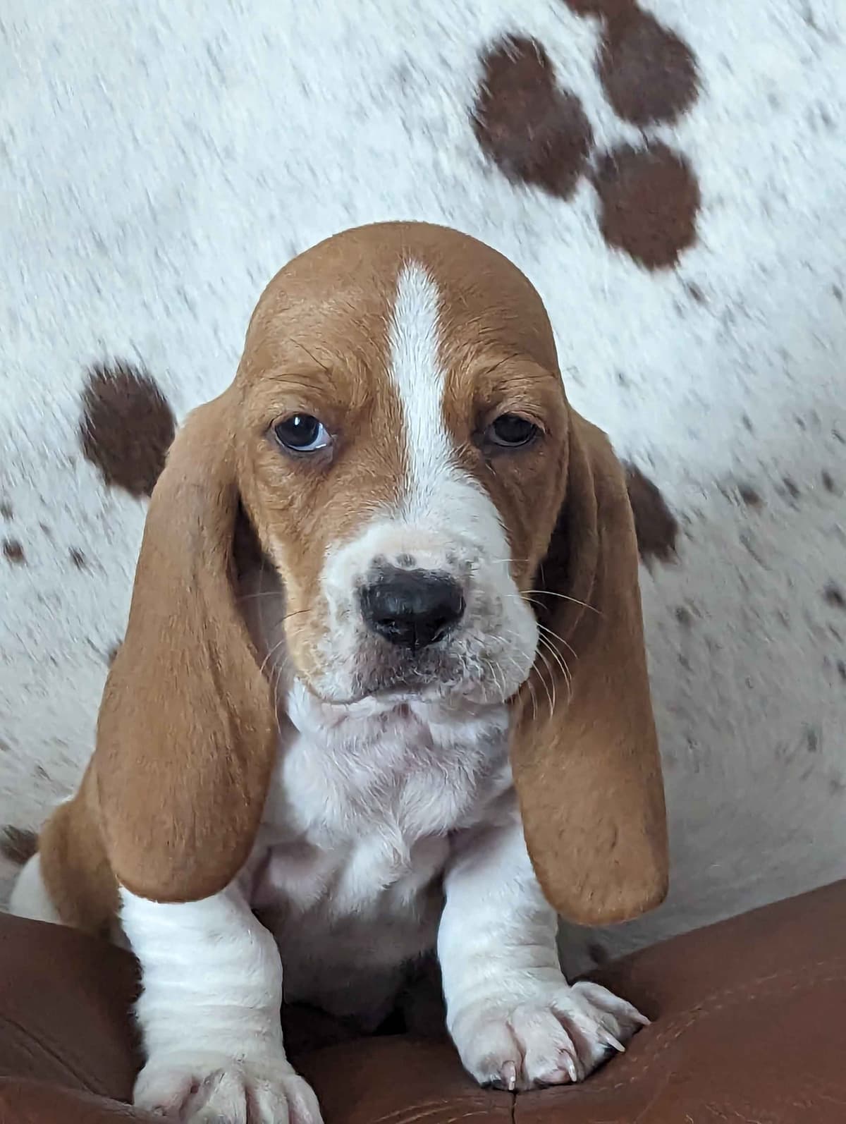 Bloodhound Pups with Proven Trailing, Tracking and Deer Recovery Line breeder image 14