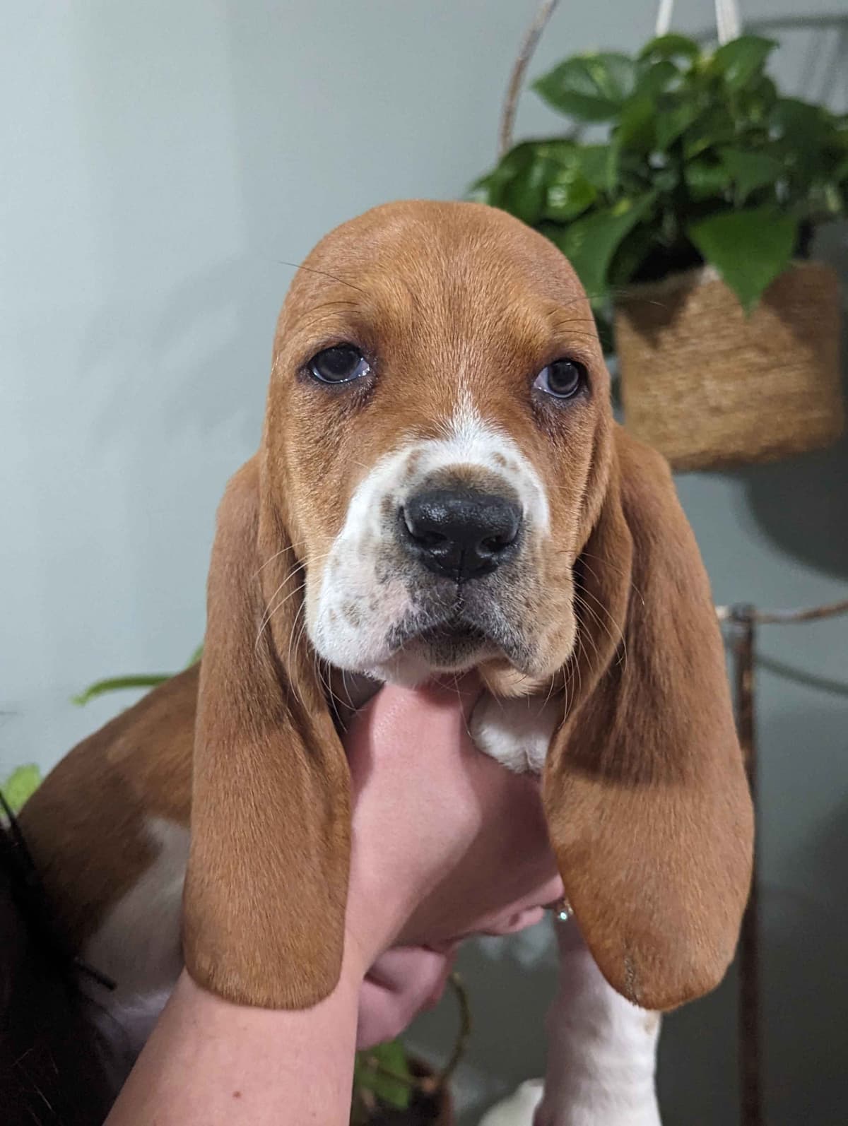 Bloodhound Pups with Proven Trailing, Tracking and Deer Recovery Line breeder image 15