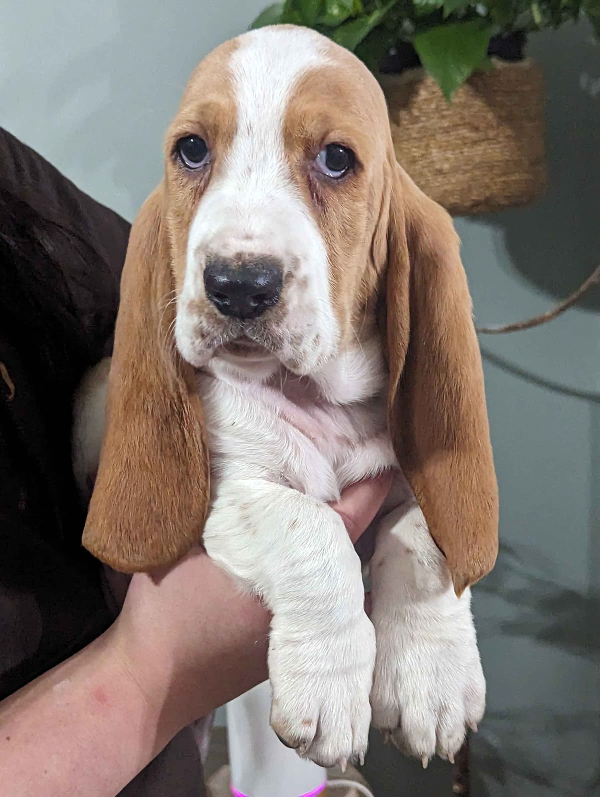 Bloodhound Pups with Proven Trailing, Tracking and Deer Recovery Line breeder image 16