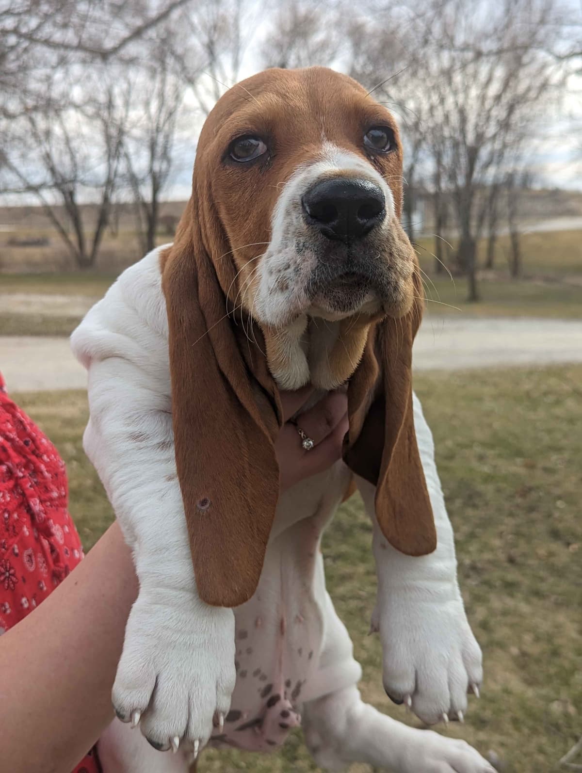 Bloodhound Pups with Proven Trailing, Tracking and Deer Recovery Line breeder image 17