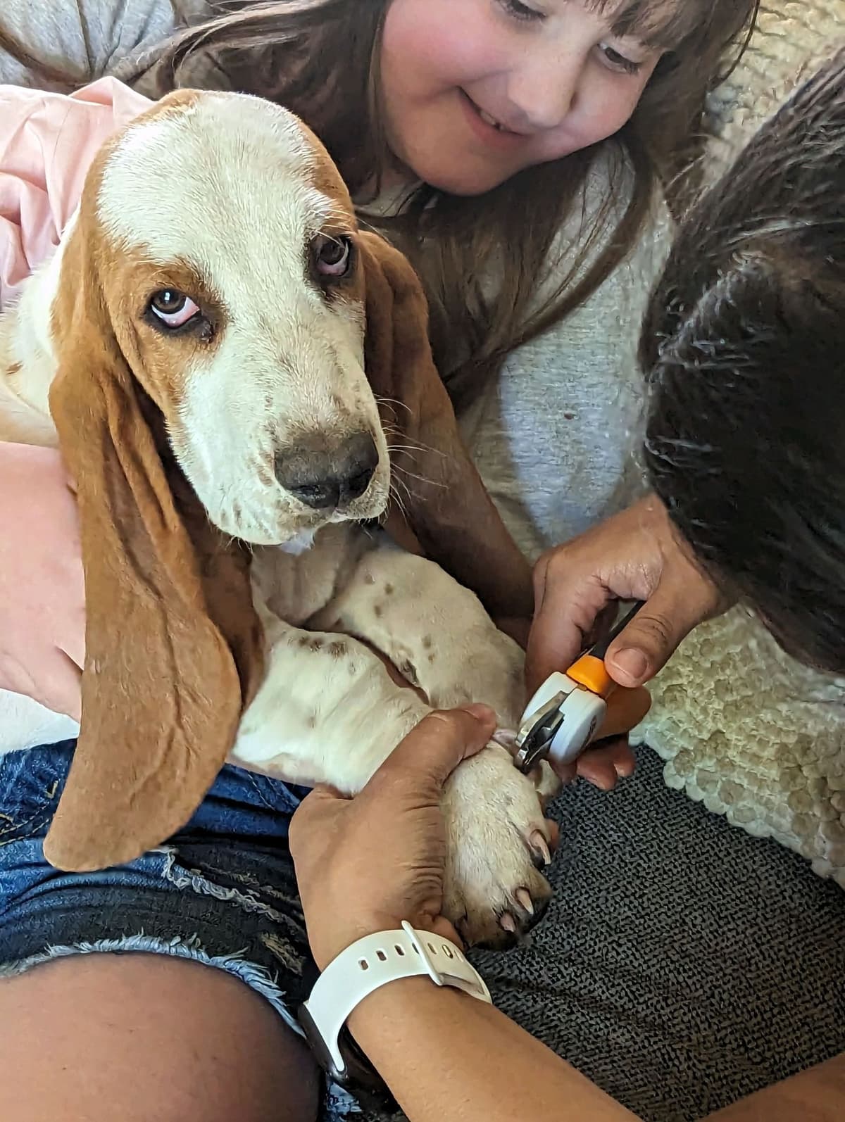 Bloodhound Pups with Proven Trailing, Tracking and Deer Recovery Line breeder image 19