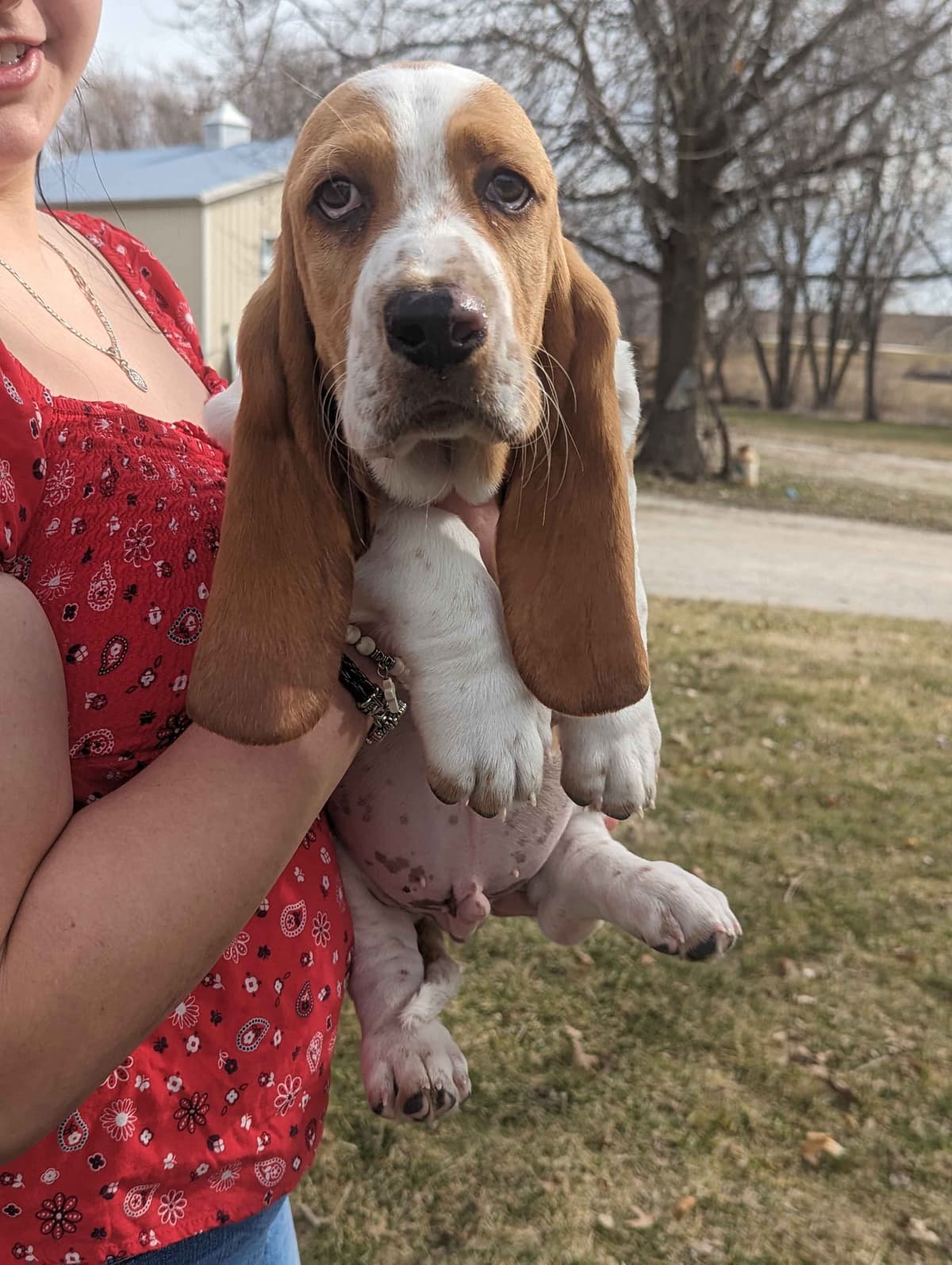 Bloodhound Pups with Proven Trailing, Tracking and Deer Recovery Line breeder image 20