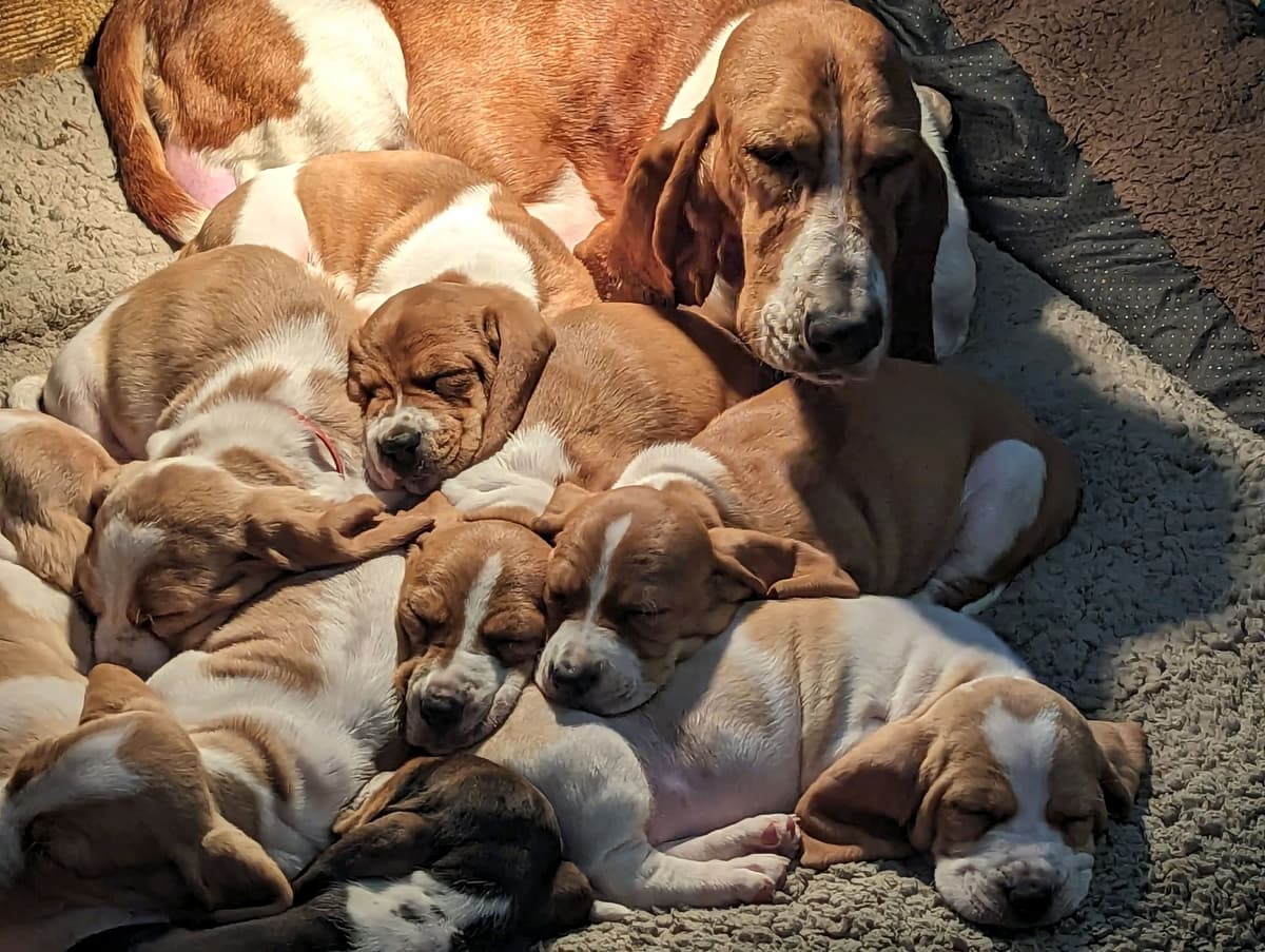 Bloodhound Pups with Proven Trailing, Tracking and Deer Recovery Line breeder image 24