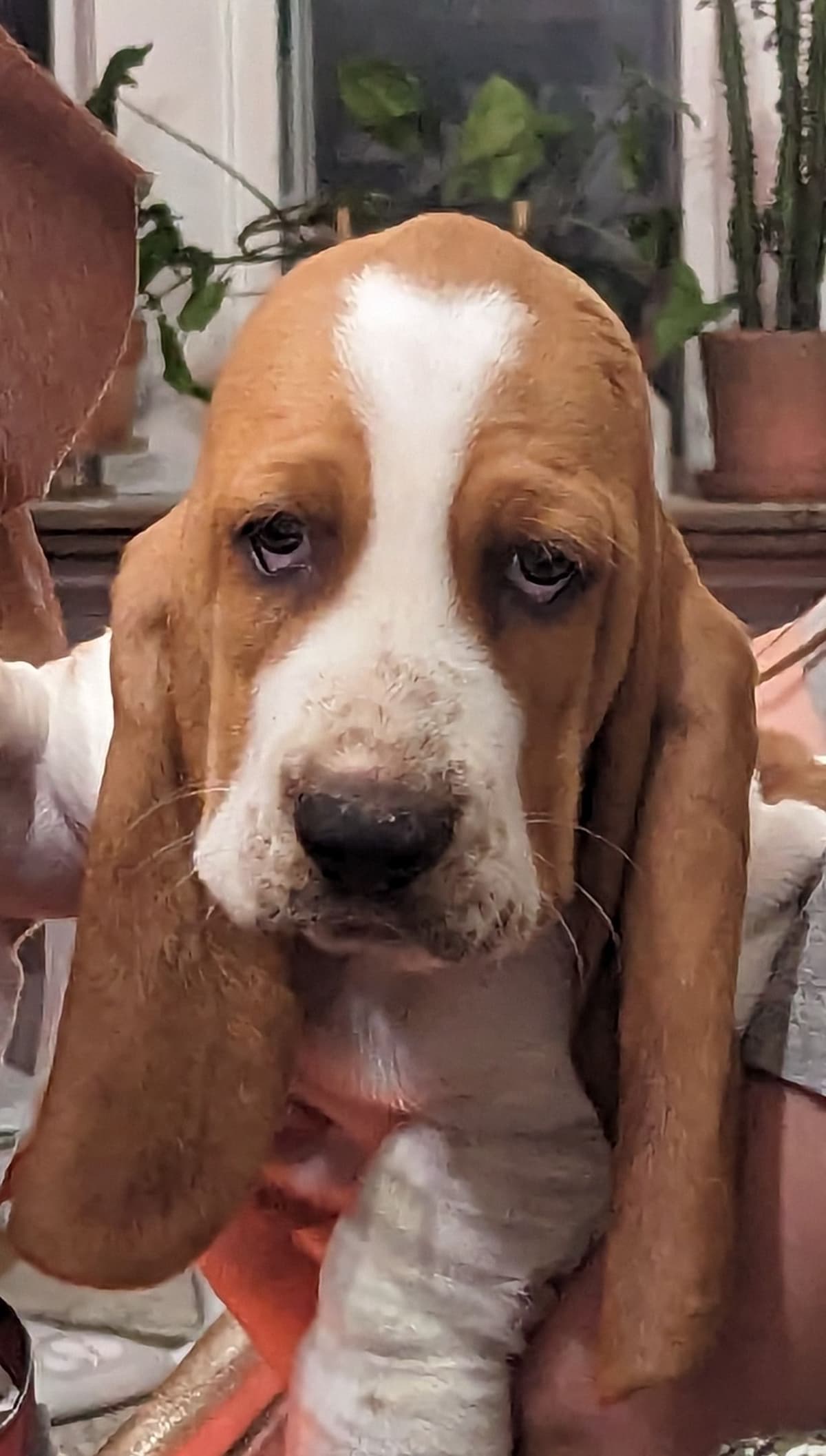 Bloodhound Pups with Proven Trailing, Tracking and Deer Recovery Line breeder image 2