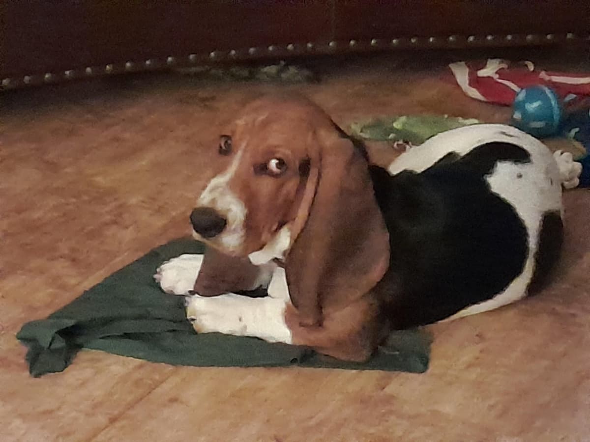 Bloodhound Pups with Proven Trailing, Tracking and Deer Recovery Line breeder image 25