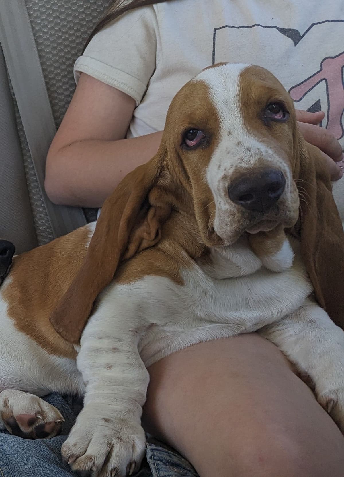 Bloodhound Pups with Proven Trailing, Tracking and Deer Recovery Line breeder image 26
