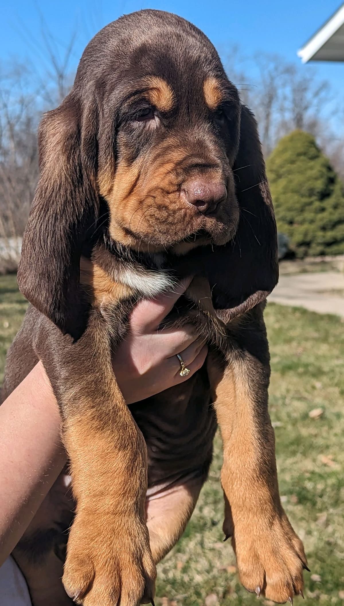 Bloodhound Pups with Proven Trailing, Tracking and Deer Recovery Line breeder image 28