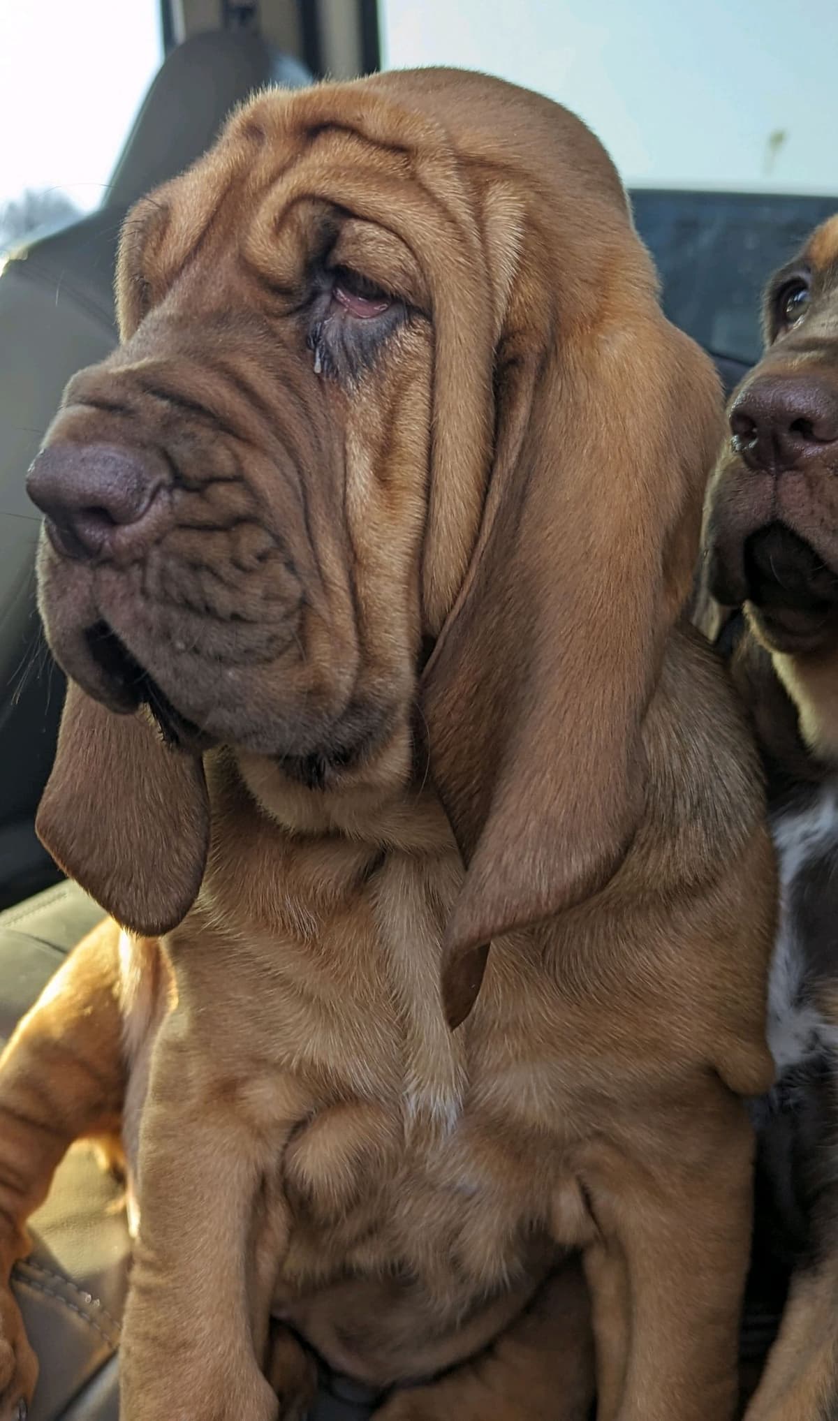 Bloodhound Pups with Proven Trailing, Tracking and Deer Recovery Line breeder image 30