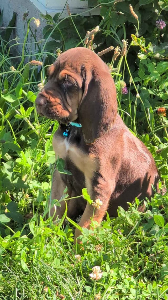 Bloodhound Pups with Proven Trailing, Tracking and Deer Recovery Line media 2