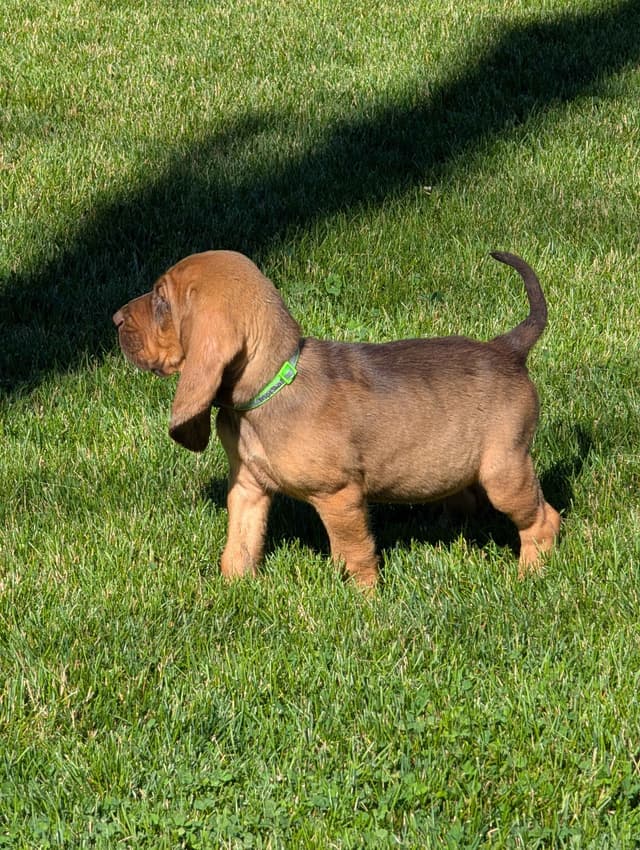 Bloodhound Pups with Proven Trailing, Tracking and Deer Recovery Line media 3