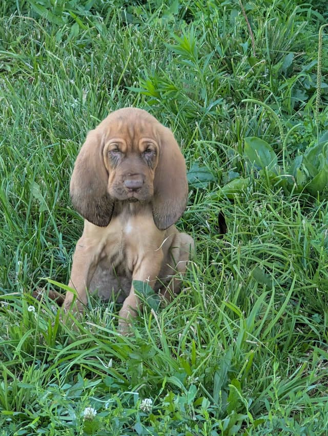 Bloodhound Pups with Proven Trailing, Tracking and Deer Recovery Line media 4