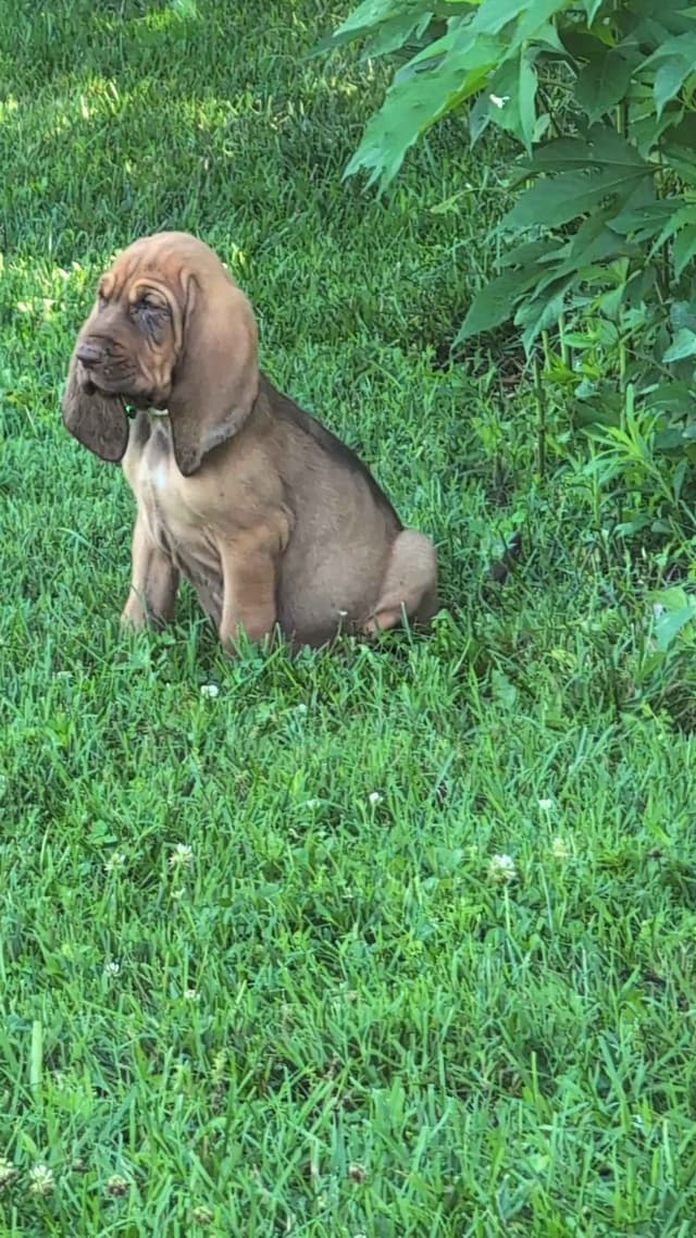 Bloodhound Pups with Proven Trailing, Tracking and Deer Recovery Line media 5