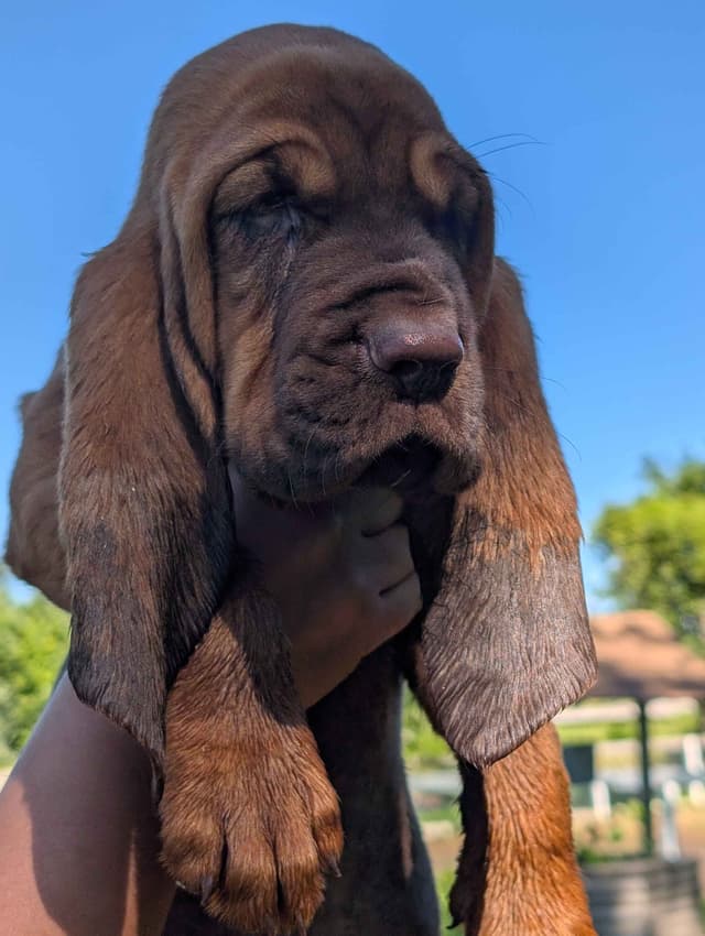 Bloodhound Pups with Proven Trailing, Tracking and Deer Recovery Line media 6