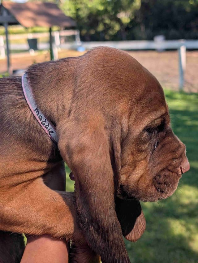 Bloodhound Pups with Proven Trailing, Tracking and Deer Recovery Line media 7