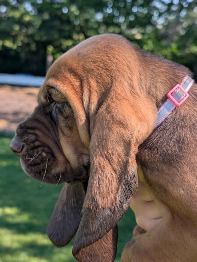 Bloodhound Pups with Proven Trailing, Tracking and Deer Recovery Line media 8