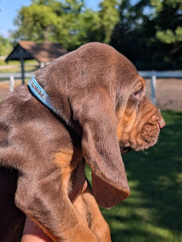 Bloodhound Pups with Proven Trailing, Tracking and Deer Recovery Line media 10