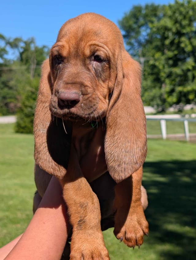 Bloodhound Pups with Proven Trailing, Tracking and Deer Recovery Line media 11