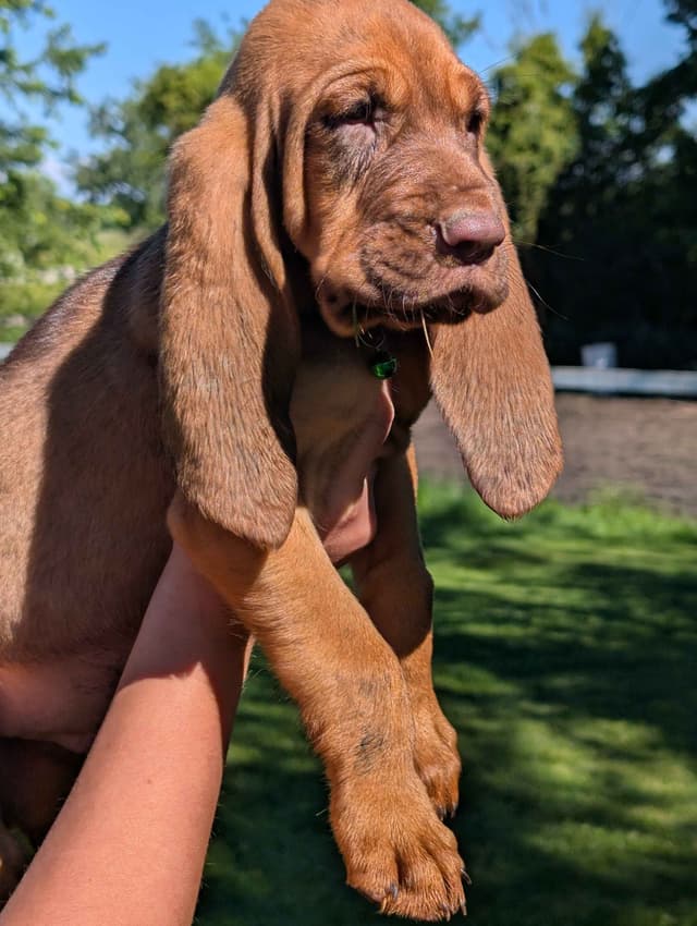Bloodhound Pups with Proven Trailing, Tracking and Deer Recovery Line media 12