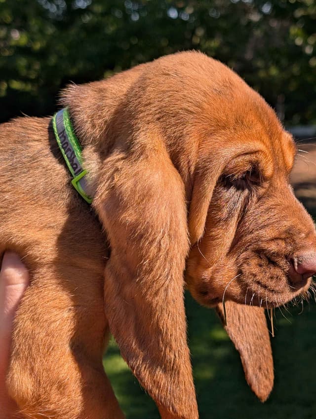 Bloodhound Pups with Proven Trailing, Tracking and Deer Recovery Line media 13