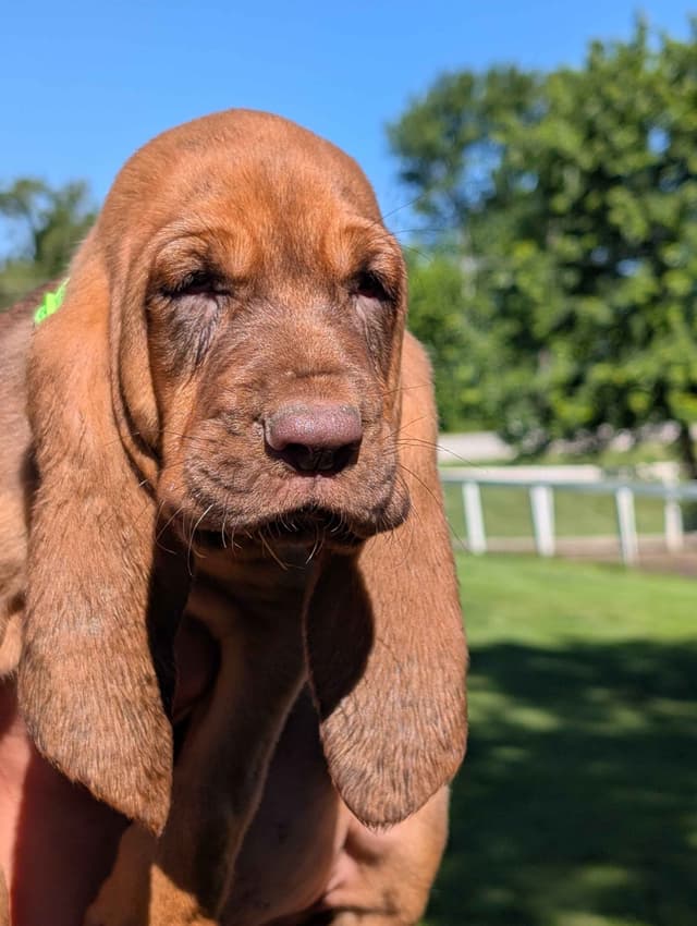 Bloodhound Pups with Proven Trailing, Tracking and Deer Recovery Line media 14