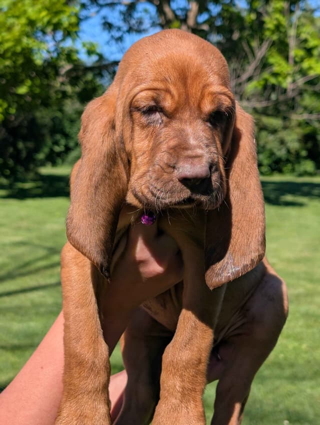 Bloodhound Pups with Proven Trailing, Tracking and Deer Recovery Line media 15