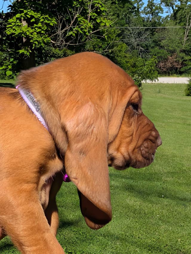Bloodhound Pups with Proven Trailing, Tracking and Deer Recovery Line media 16