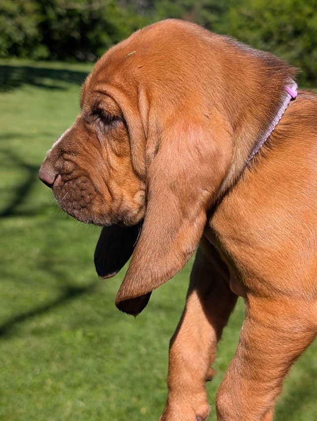 Bloodhound Pups with Proven Trailing, Tracking and Deer Recovery Line media 17