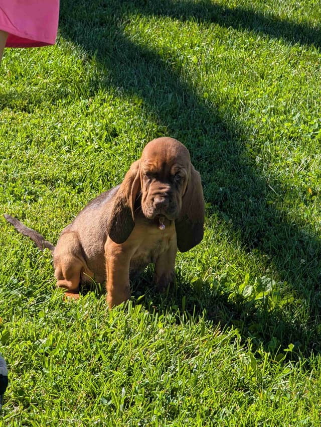 Bloodhound Pups with Proven Trailing, Tracking and Deer Recovery Line media 18