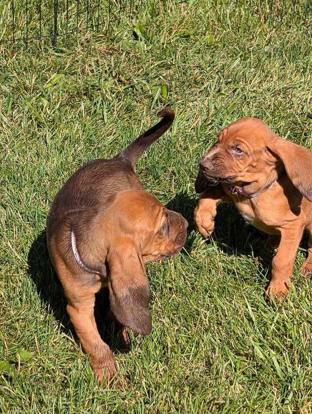 Bloodhound Pups with Proven Trailing, Tracking and Deer Recovery Line media 19