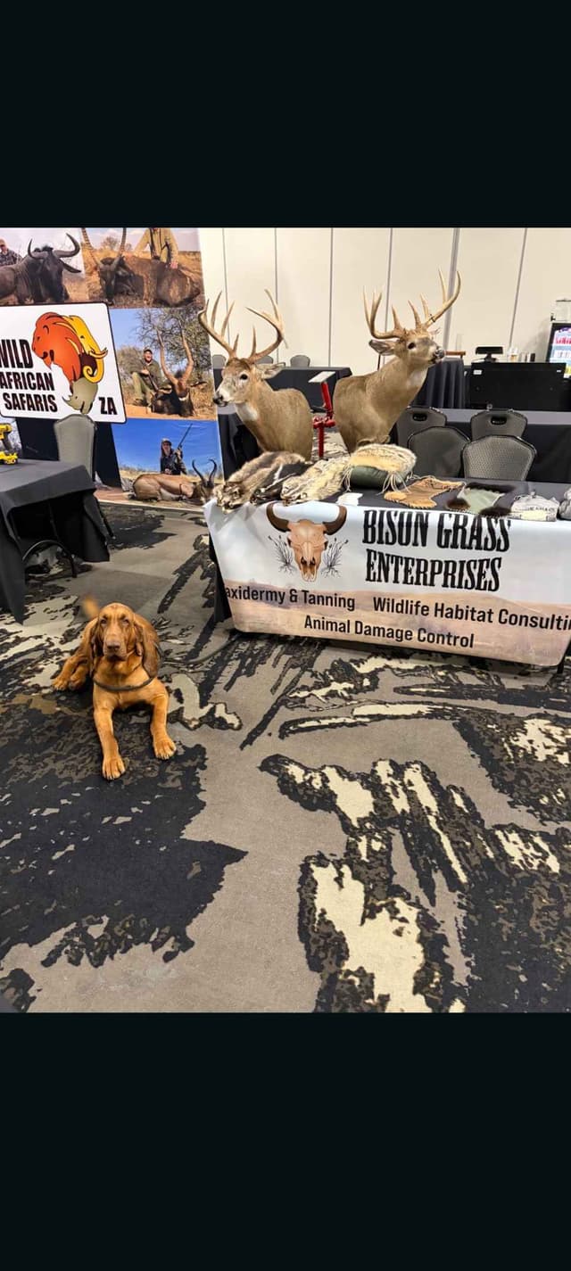 Bloodhound Pups with Proven Trailing, Tracking and Deer Recovery Line media 26