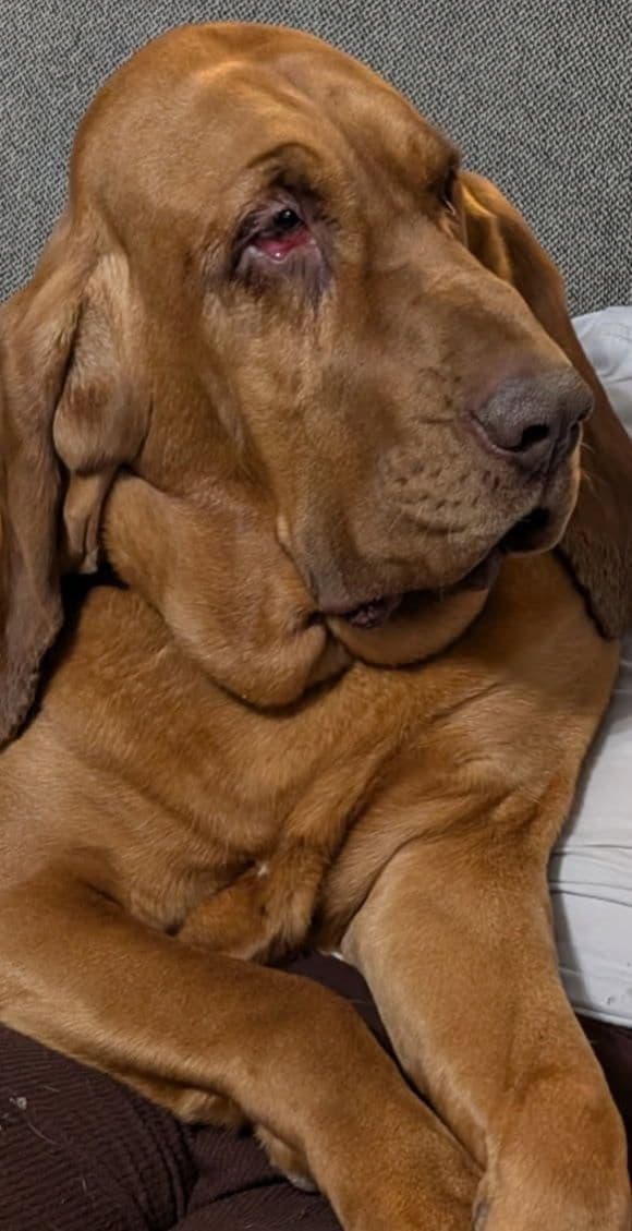 Bloodhound Pups with Proven Trailing, Tracking and Deer Recovery Line media 21
